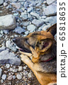 cute german shepher sitting on the pebble road 65818635