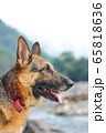 German shepherd looking seriously towards left 65818636