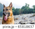 cute face of german shepherd dog with toungue outside 65818637