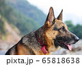 German shepherd looking seriously towards left 65818638