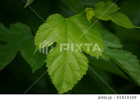桑の葉 65819109