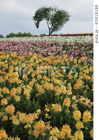 富良野の花畑 富良野の花畑 65819186