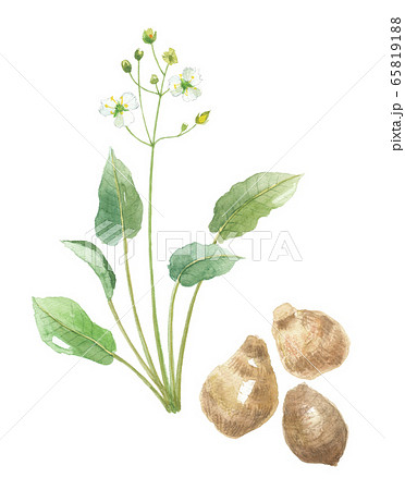 サジオモダカ 花と根 サジオモダカ 花と根 65819188