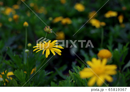 花 フラワー お花 65819367