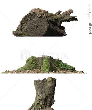 Stump dead tree isolated on white 3d illustration 65819373
