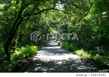 夏の散歩道、木陰 夏の散歩道、木陰 65819391