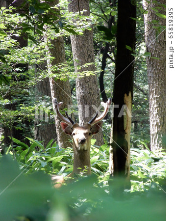 森の中のニホンジカ クマザサの茂みから顔を出している、八ヶ岳南麓 森の中のニホンジカ クマザサの茂みから顔を出している、八ヶ岳南麓 65819395