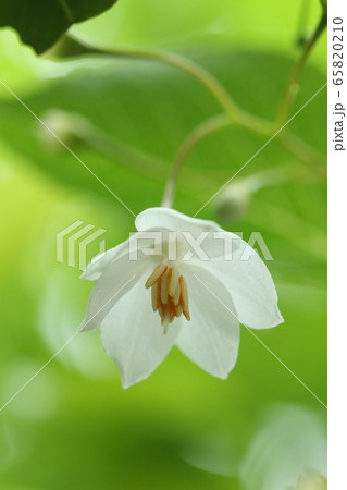 自然 植物 エゴノキ 下向きにつく白い花 花弁は深く五裂する はずですが この花は六裂 の写真素材