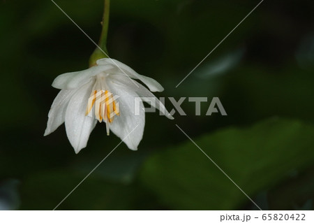 自然 植物 エゴノキ 初夏に咲く白い花 雄しべは十本 長い雌しべが雄しべの束から突き出していますの写真素材