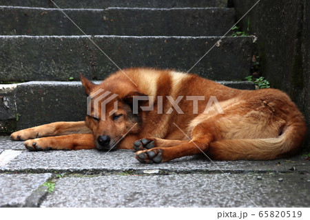 犬 狗 わんこ 65820519