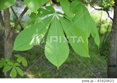 トチノキ 65820623