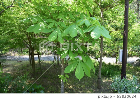 トチノキ 65820624