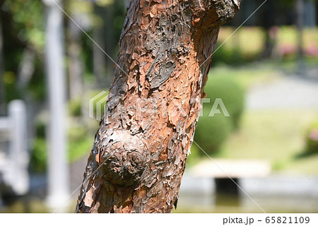 アカマツ 65821109