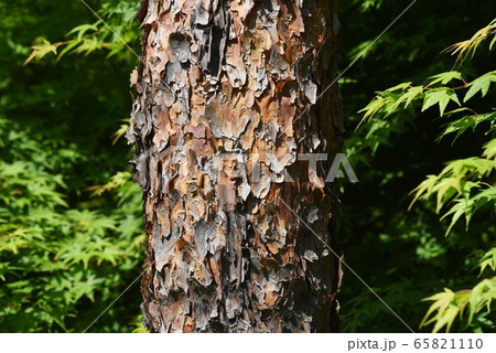 アカマツ 65821110