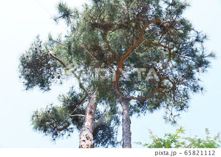 アカマツ 65821112