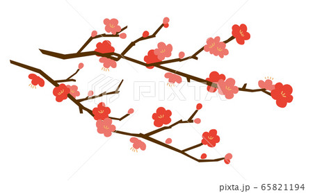 梅の花 梅の花 65821194