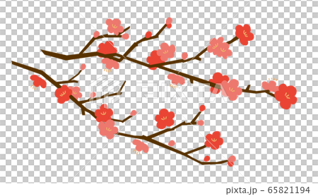 梅の花 梅の花 65821194