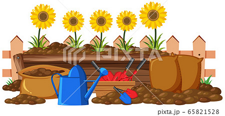 Sunflowers in the flower bed on white background Sunflowers in the flower bed on white background 65821528