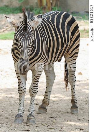 The burchell zebra is stand up in farm at thailand 65821617