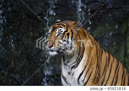 Close up tiger sit down in front of the waterfall Close up tiger sit down in front of the waterfall 65821618
