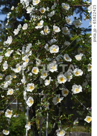 ナニワノイバラ 65822425