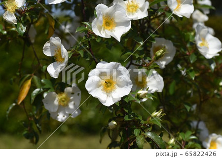 ナニワノイバラ 65822426