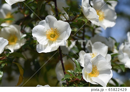 ナニワノイバラ 65822429