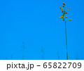 青空と雑草 65822709