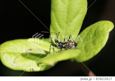 シマサシガメ 65823017