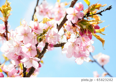 桜 65823282