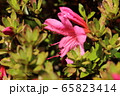 水やり後のつづじ 65823414