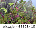 つつじに水やり 65823415