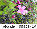 つつじの花 65823416