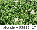 しろつめくさ畑 65823417