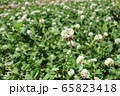 しろつめくさ 65823418