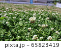 しろつめくさ畑 65823419