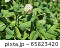 はたらくはちさん 65823420