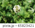 しろつめくさ 65823421