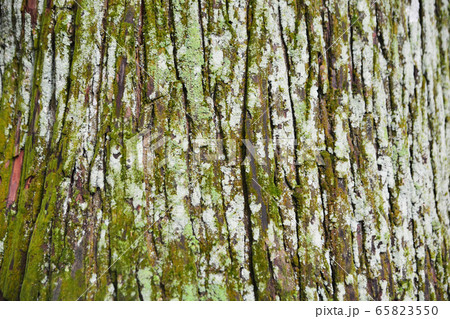 lichen is a composite organism that arises from 65823550