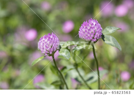 アカツメクサ 65823563