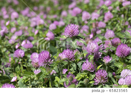 アカツメクサ アカツメクサ 65823565