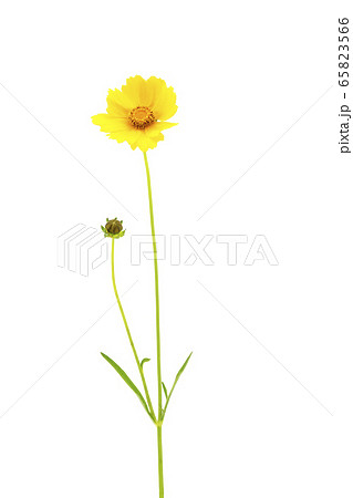 オオキンケイギク 65823566