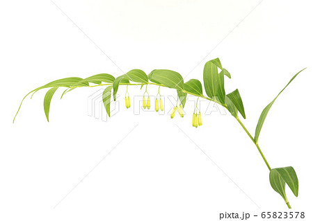 ナルコユリ 65823578