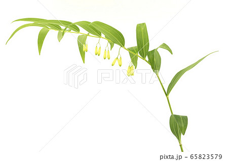 ナルコユリ 65823579