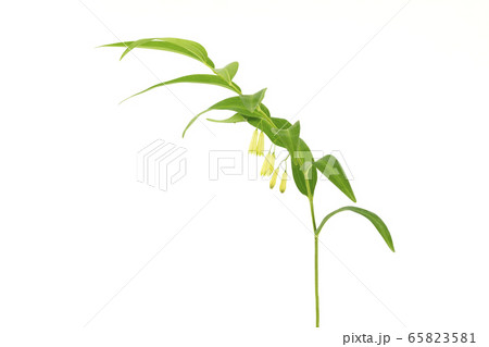 ナルコユリ 65823581