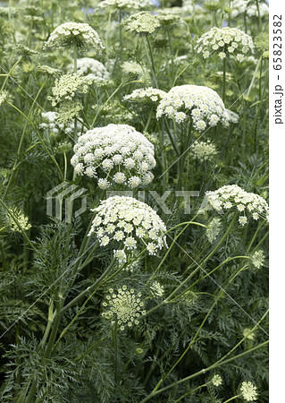 ニンジンの花 ニンジンの花 65823582