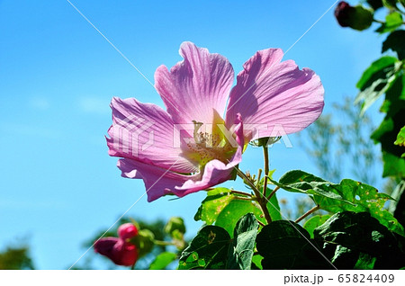 芙蓉の花 65824409