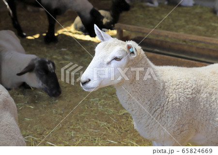 春のマザー牧場　赤ちゃん羊成長館 65824669