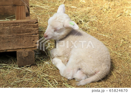 春のマザー牧場 赤ちゃん羊成長館 春のマザー牧場 赤ちゃん羊成長館 65824670