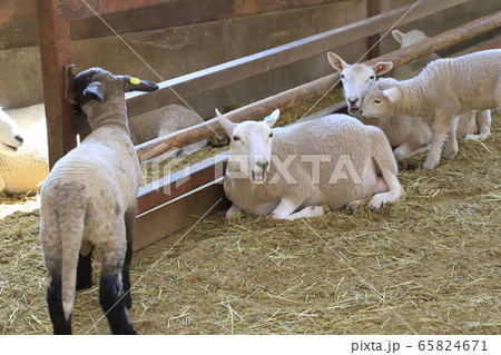 春のマザー牧場　赤ちゃん羊成長館 65824671